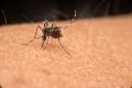 Foto de um mosquito Aedes aegypti em cima de uma pele humana- Metrópoles