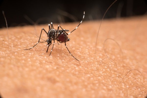 Foto de um mosquito Aedes aegypti em cima de uma pele humana- Metrópoles
