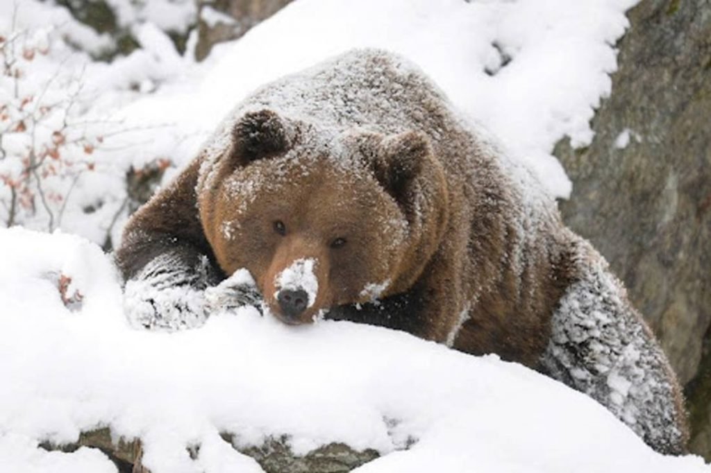 Urso no Zoo Feldman Ecopark
