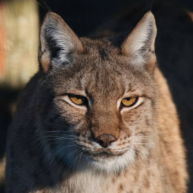 Lince Zoo Feldman Ecopark