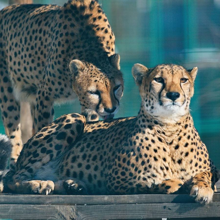 Felinos no Zoo Feldman Ecopark