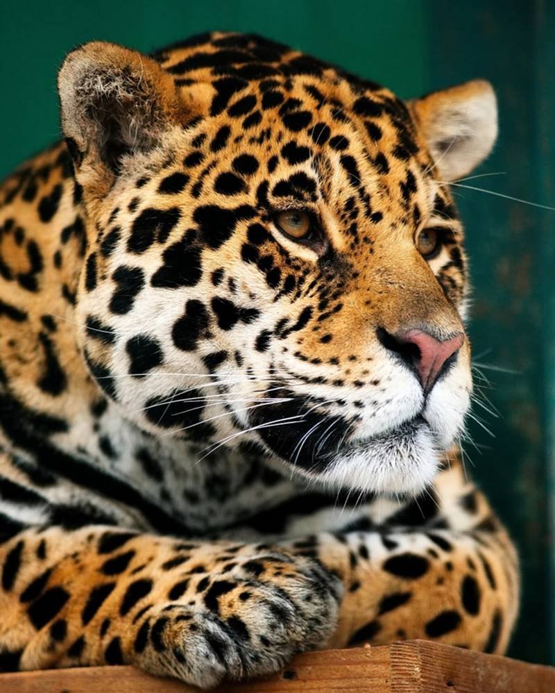 Onça no Zoo Feldman Ecopark