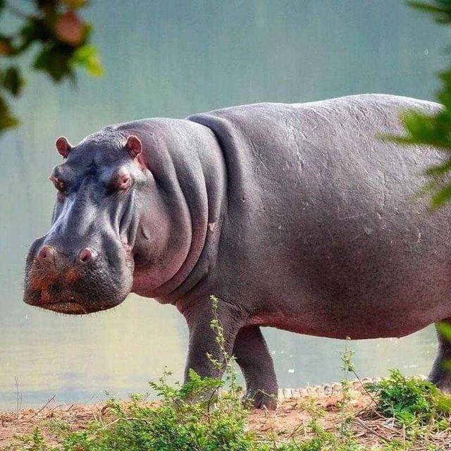 Hippopótamo noZoo Feldman Ecopark