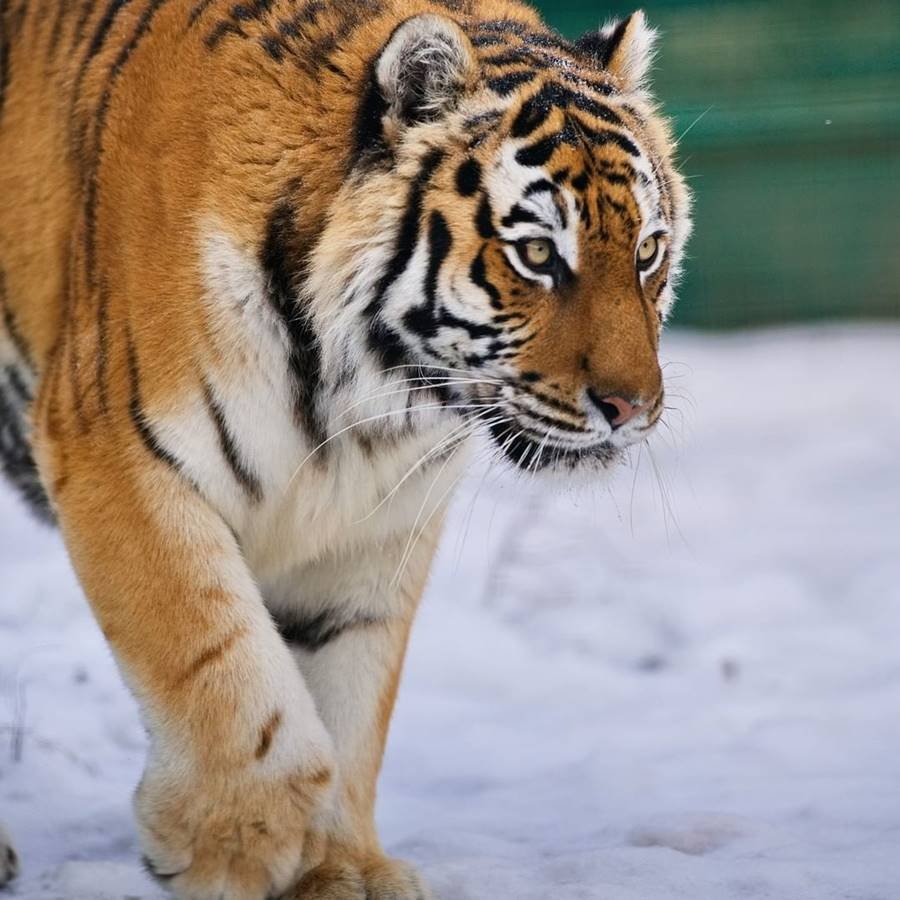 Tigre Zoo Feldman Ecopark