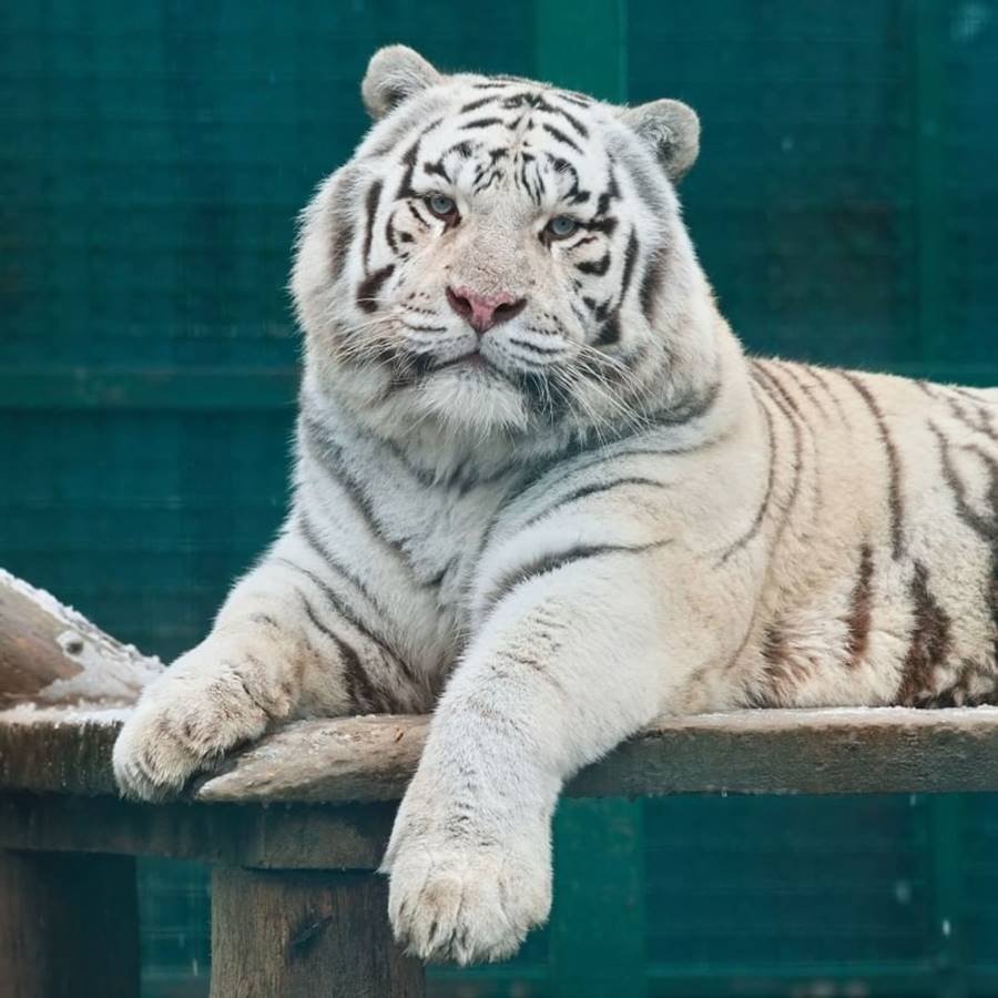 Tigre branco no Zoo Feldman Ecopark