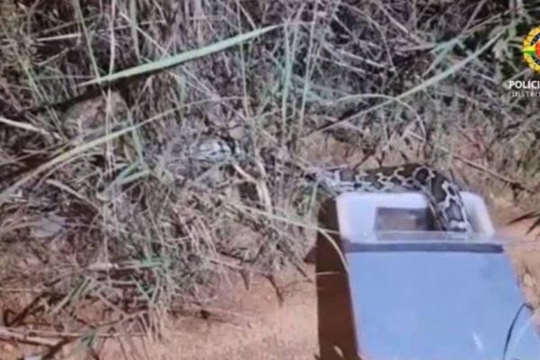 Cobra sai de caixa azul e entra em mato seco