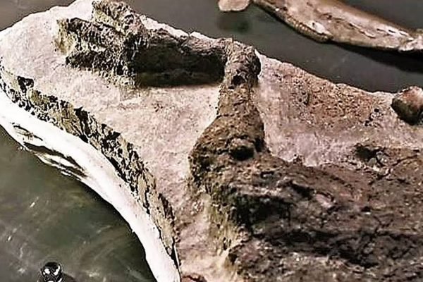 Cientistas encontram fóssil do dia em que dinossauros foram extintos