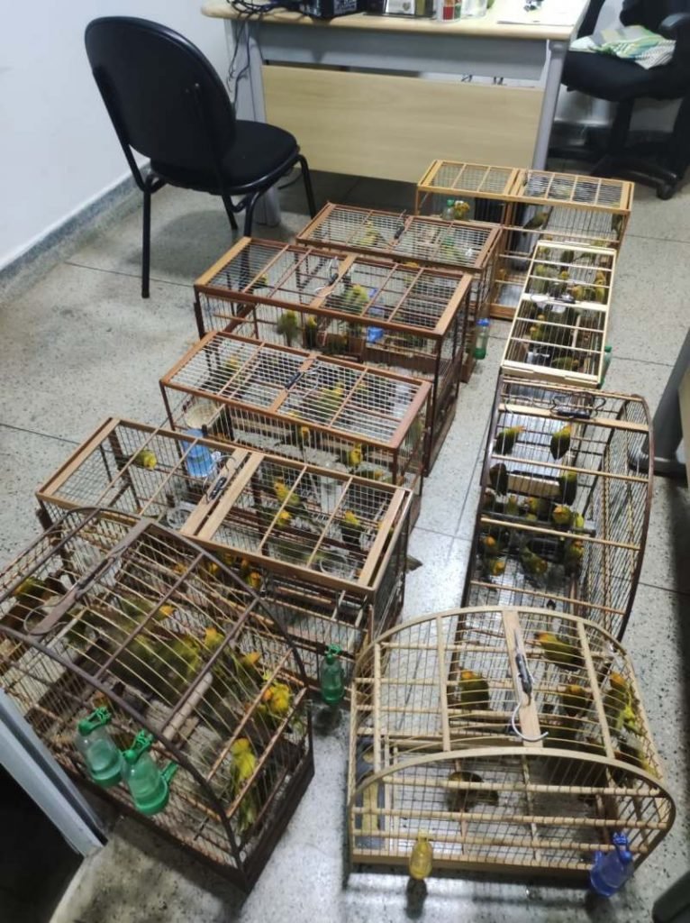 Aves dentro de gaiolas