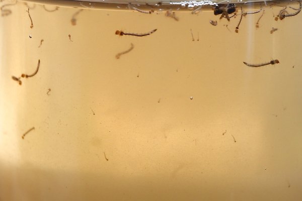 mosquito dengue foco goiania goias (1)