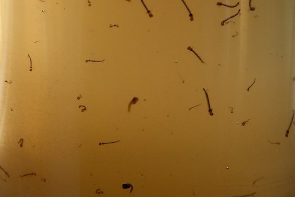 mosquito dengue foco goiania goias (2)