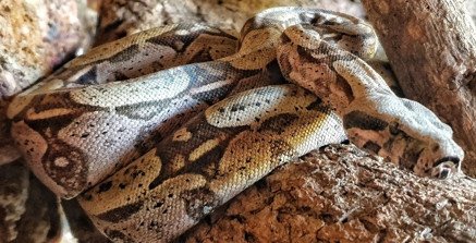 Cobras exóticas como naja e víbora ameaçam espécies nativas do cerrado