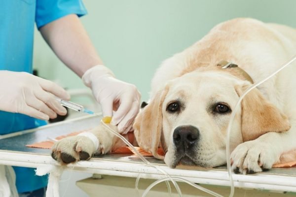 Cachorro donete sendo cuidado por um veterinário