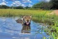 Onça pintada nadando em rio do Pantanal