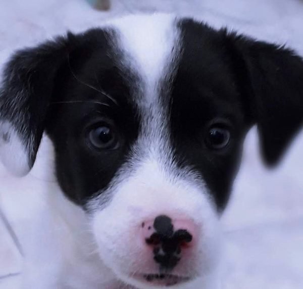 foto colorida de cachorro