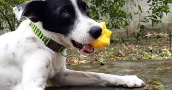 foto colorida francisco brincando