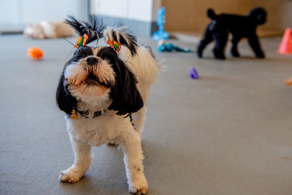 Dois cachorinhos peludos andam por chão com brinquedos atraentes.  O cão em primeiro plano é branco e preto com presilhas no cabelo e o cão ao fundo é preto - Metrópoles