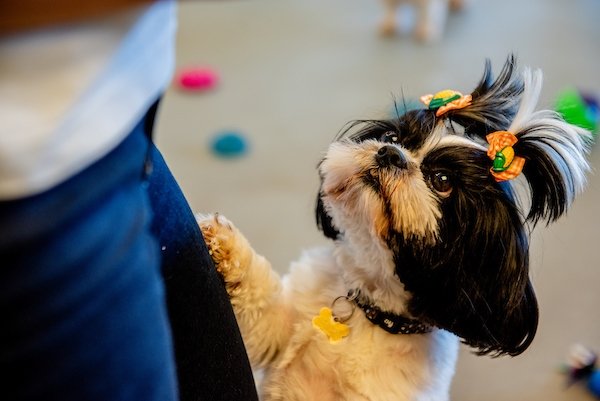 foto colorida com cachorro apoiado em uma perna