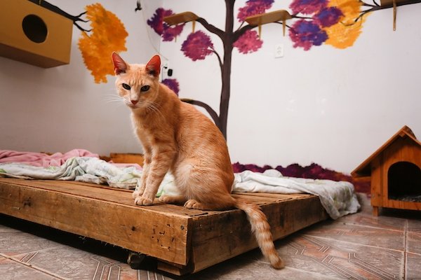 foto colorida gato amarelo