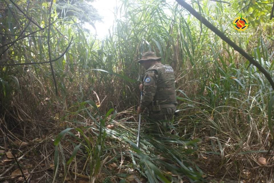 Polícia Militar confunde cobra e solta píton que pode virar praga em mata