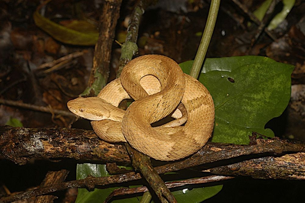 Envenenamento por cobras aumentou com as mudanças climáticas