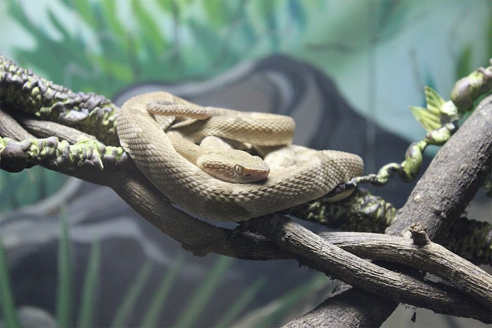Ilha brasileira tem 2ª maior concentração de cobras no mundo