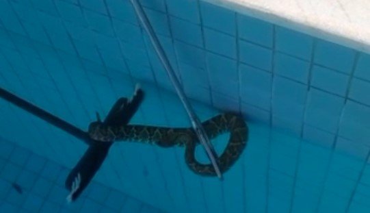 Cascavel localizada em piscina do Park Way