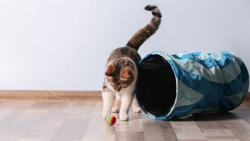 Gato branco e malhado brinca com bolinha colorida, próximo a túnel de brinquedo - Metrópoles