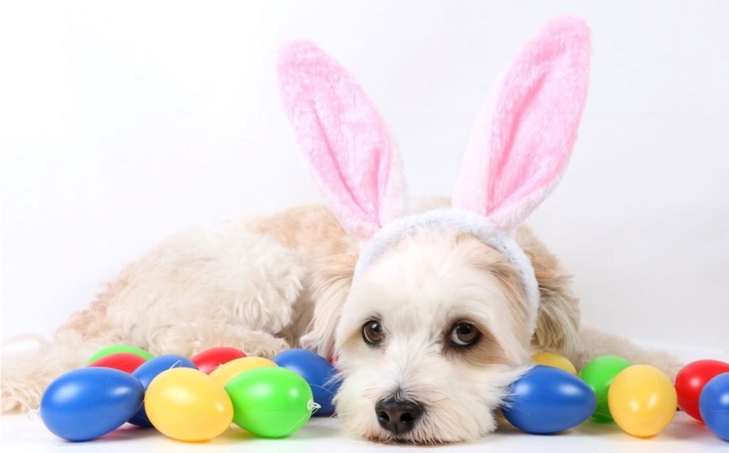 foto colorida de cachorro deitado com tiara de orelhas de coelho