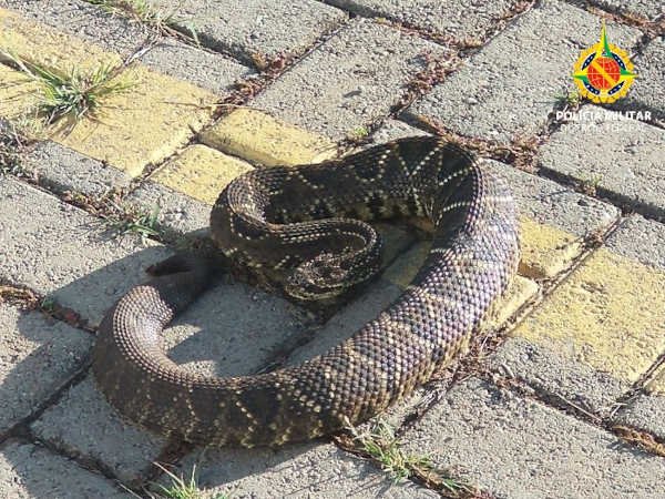 cobra no chão enrolada