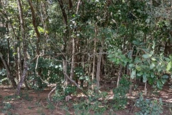 Mata onde corpo foi encontrado em Anápolis, Goiás