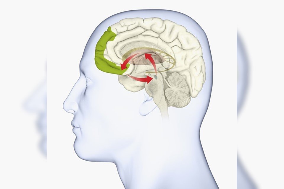 Ilustração de um cérebro- Metrópoles