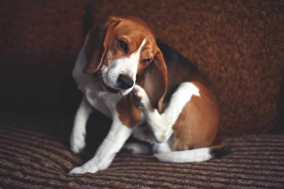 foto de cachorro beagle se coçando