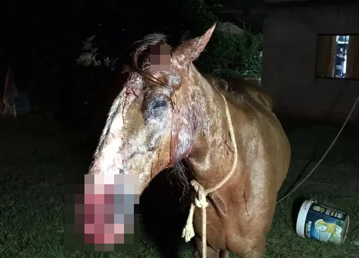 Moradores flagram onça no PR: suspeita é que ela tenha atacado cavalo