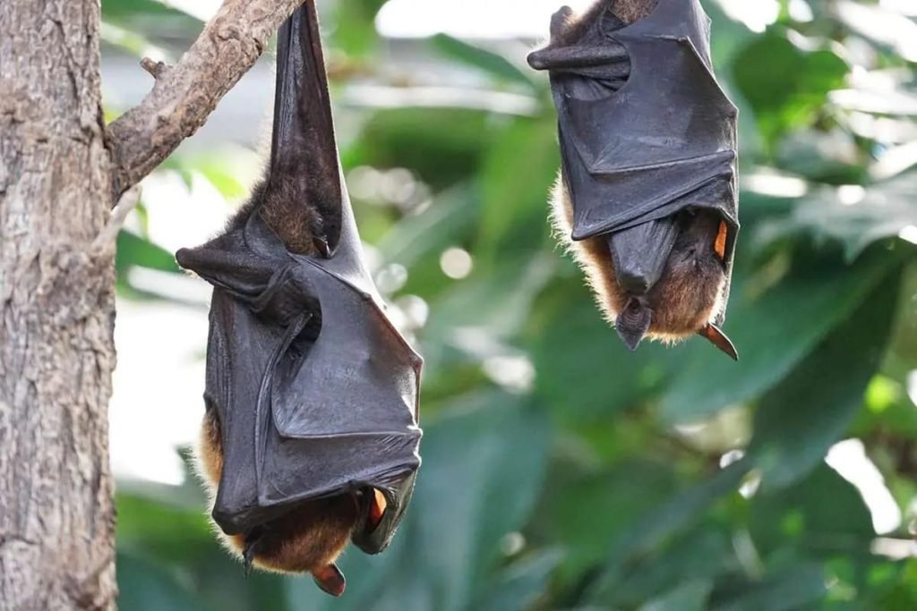 dois morcegos dormem pendurados em uma árvore - Metrópoles