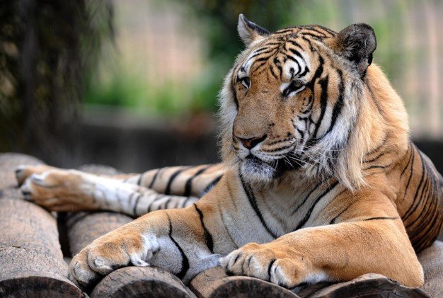 Fotografia de um tigre. Ele tem listras pretas e é laranja - Metrópoles