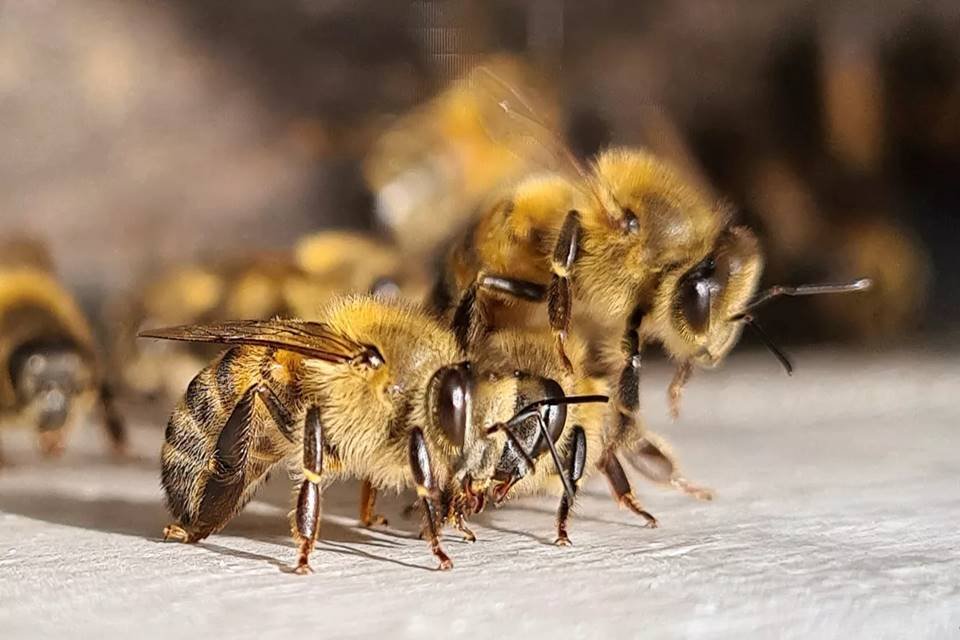 Imagem colorida de abelhas - Metrópoles