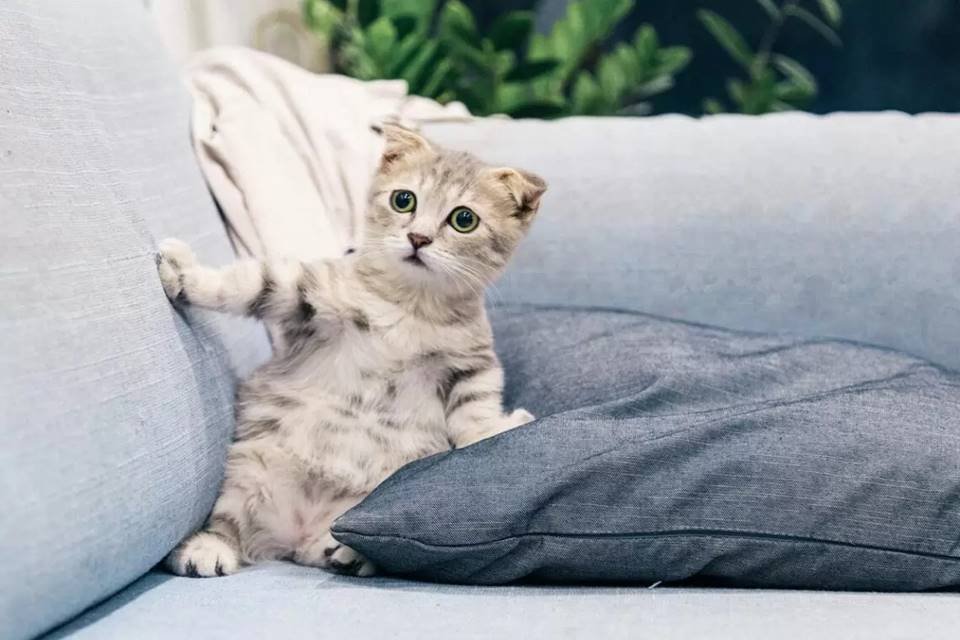 Gato cinza com olhos verdes