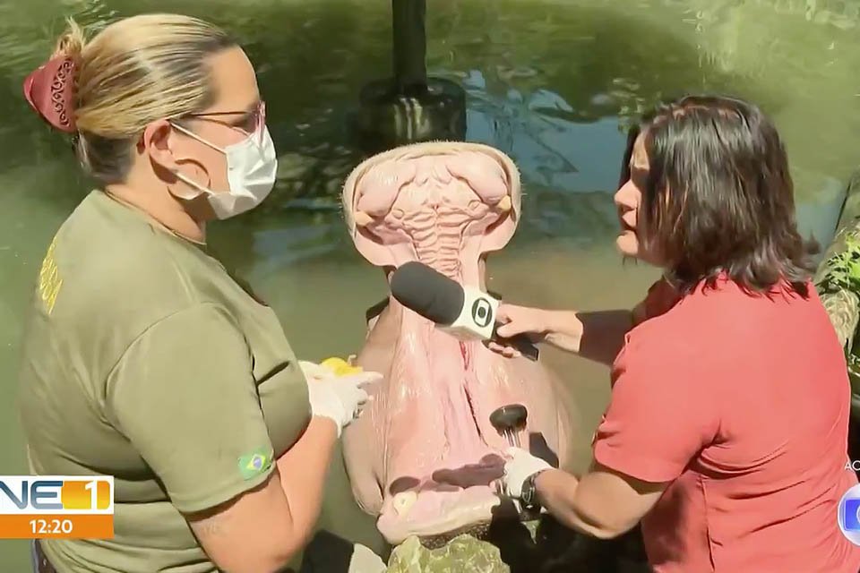 A repórter Bianka Carvalho escova dentes de hipopótamo ao vivo na Globo