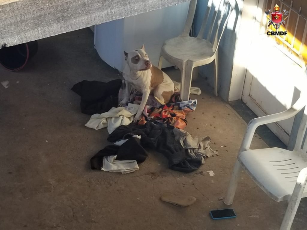 Pitbull ataca jovens