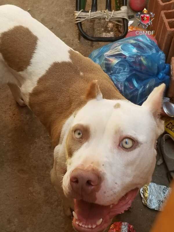 Pitbull ataca jovens