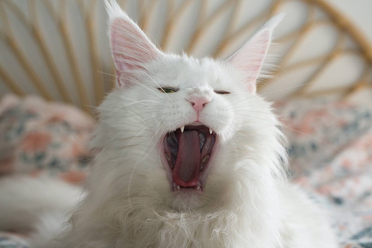 foto de gato bocejando