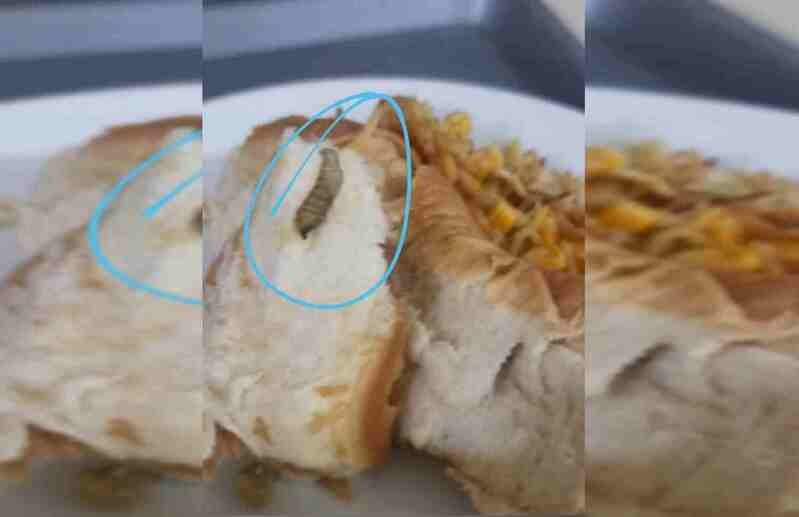 Larva é flagrada em pão servido no Hospital de Base. Imagem destaca o animal - Metrópoles