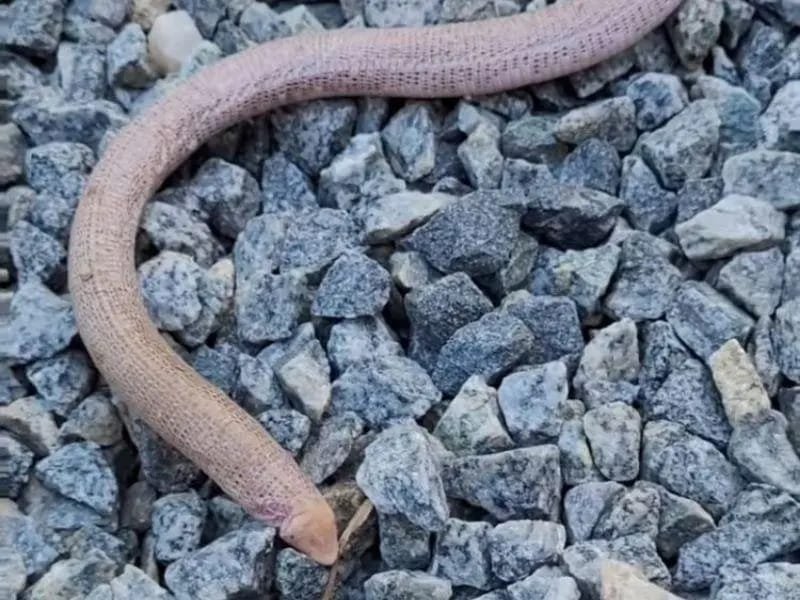 A cobra de duas cabeças encontrada no jardim de uma casa nos EUA