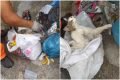 gato encontrado dentro de saco de lixo