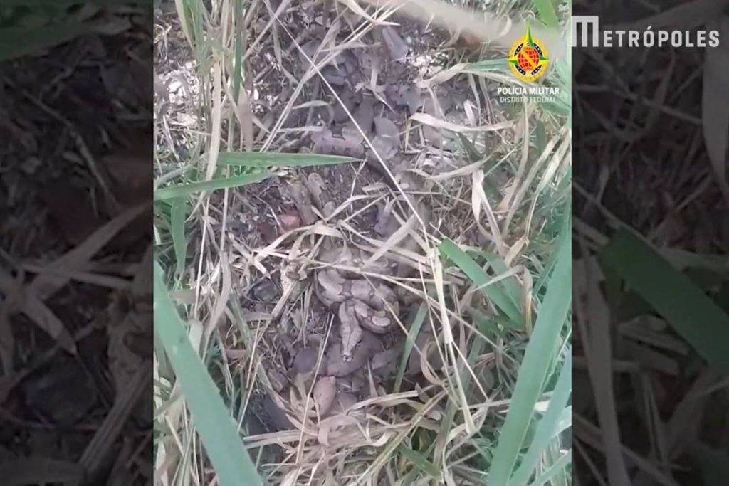Cobra escondida no meio da vegetação - Metrópoles