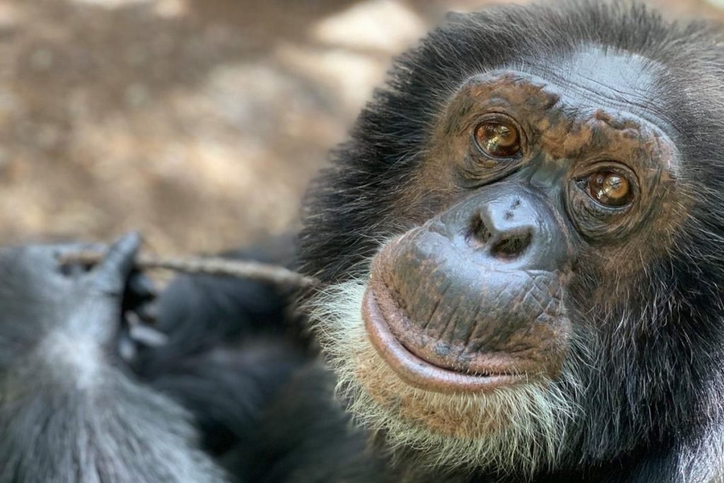 Bubbles, o macaco amigo de Michael Jackson
