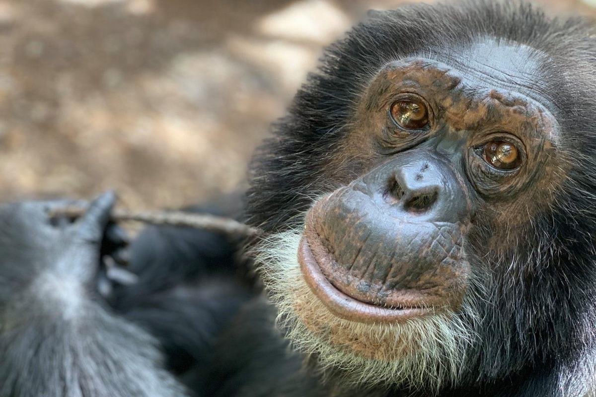 Bubbles: onde está e como vive o chimpanzé amigo de Michael Jackson