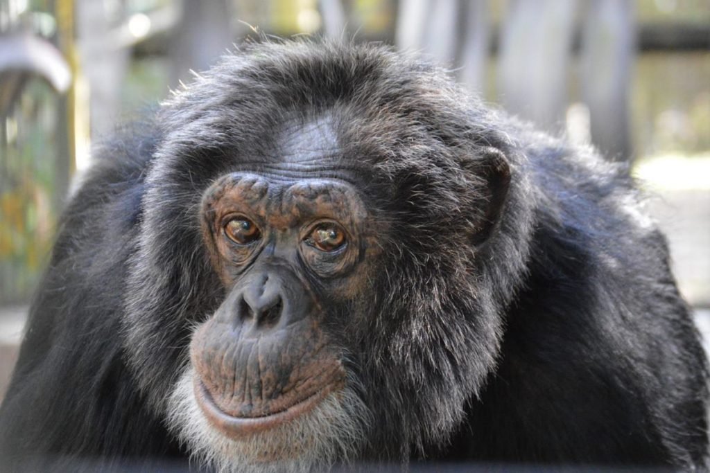 Bubbles, o macaco amigo de Michael Jackson