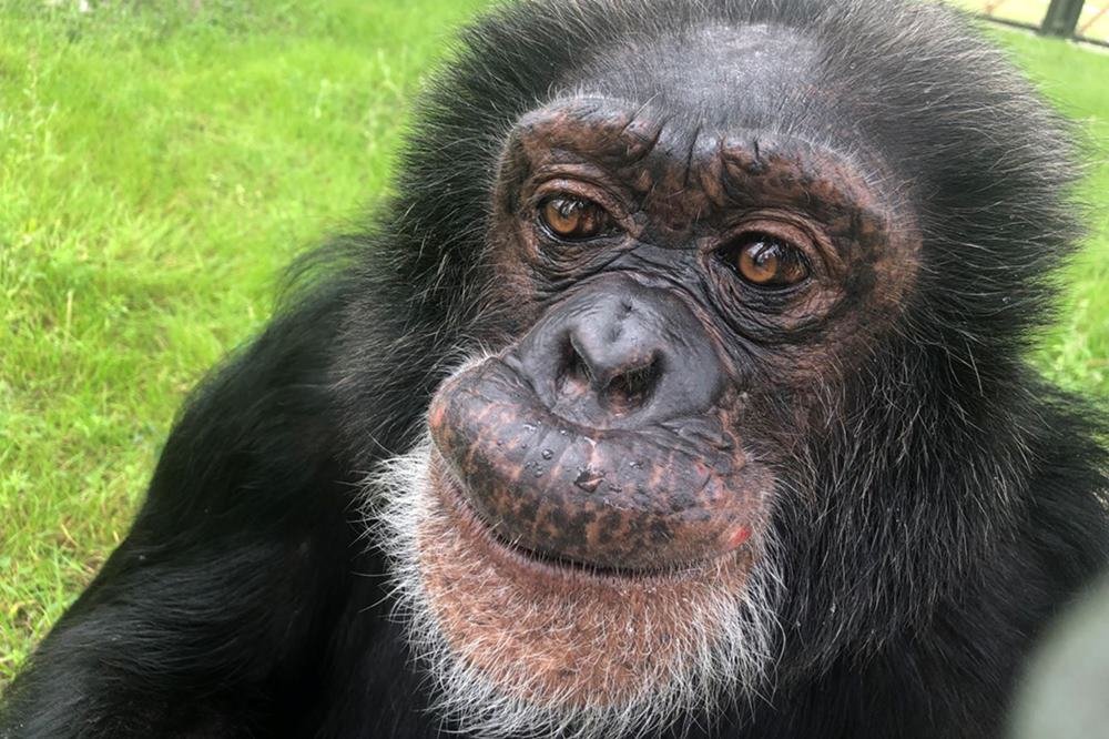 Bubbles: onde está e como vive o chimpanzé amigo de Michael Jackson