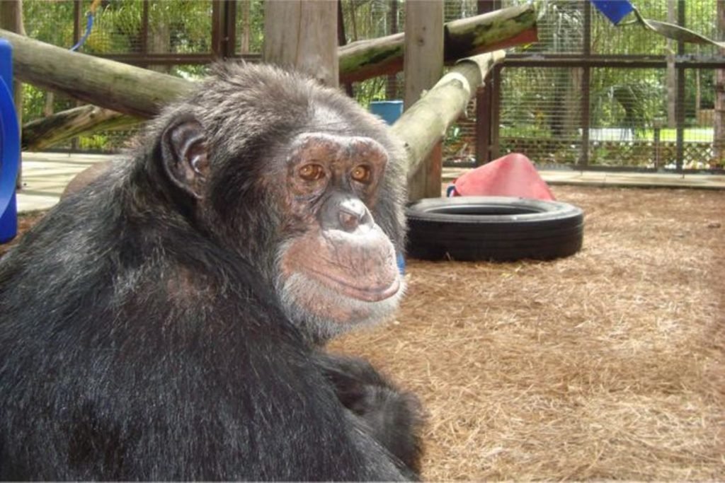 Bubbles, o macaco amigo de Michael Jackson